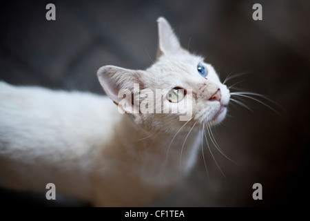 Weiße Katze mit anderen farbigen Augen in Havanna, Kuba Stockfoto