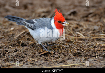 Rot-Crested Kardinal (Paroaria Coronata), Waimea Canyon, Insel Kauai, Hawaii, USA Stockfoto