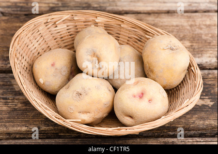 Pflanzkartoffeln, Solanum Tuberosum "Beauty of Bute", in einem Korb Stockfoto