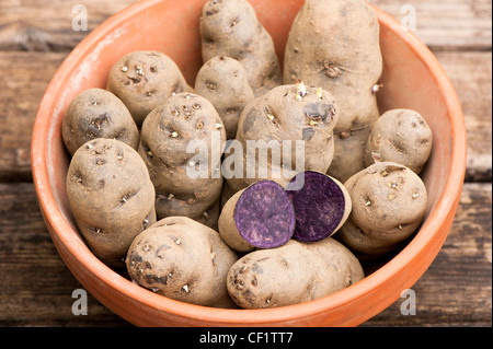 Pflanzkartoffeln, Solanum Tuberosum "Vitelotte", in einem Topf Stockfoto