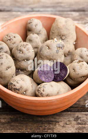 Pflanzkartoffeln, Solanum Tuberosum "Vitelotte", in einem Topf Stockfoto