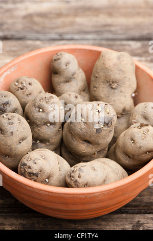 Pflanzkartoffeln, Solanum Tuberosum "Vitelotte", in einem Topf Stockfoto