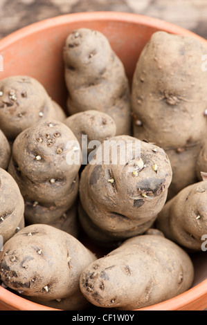 Pflanzkartoffeln, Solanum Tuberosum "Vitelotte", in einem Topf Stockfoto