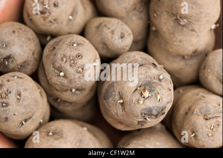 Pflanzkartoffeln, Solanum Tuberosum "Vitelotte", in einem Topf Stockfoto