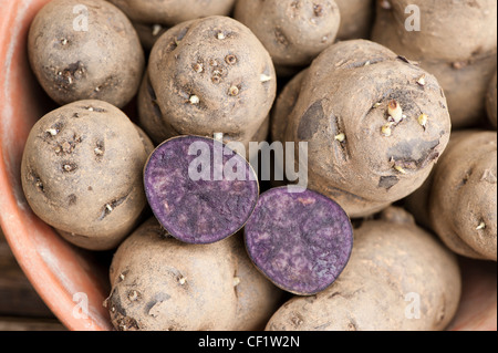 Pflanzkartoffeln, Solanum Tuberosum "Vitelotte", in einem Topf Stockfoto