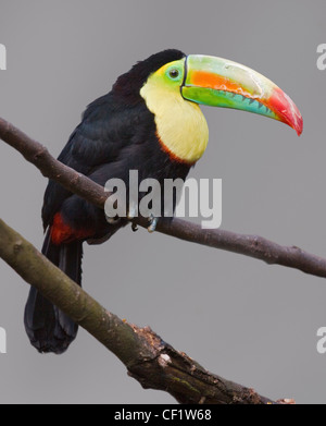 Regenbogen-Billed Toucan (Ramphastos Sulfuratus), auch bekannt als Keel-Billed Tukan, Schwefel-Breasted Toucan Stockfoto