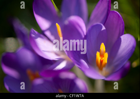 Crocus Tommasinianus 'Ruby Giant' Stockfoto