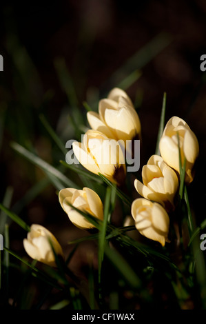 Crocus Chrysanthus 'Cream Beauty' Stockfoto