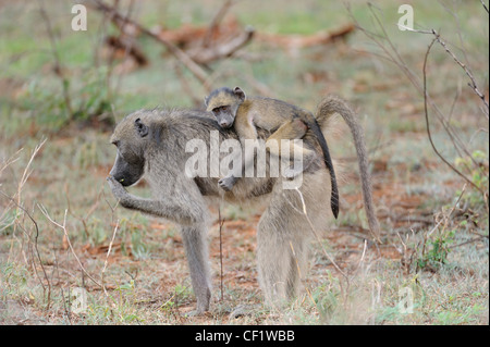 Chacma Pavian mit jungen auf Rücken Stockfoto