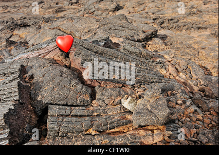 Herzform auf gekühlte Lava, Vulkan Mauna Loa, Big Island, Hawaii Inseln, Usa Stockfoto