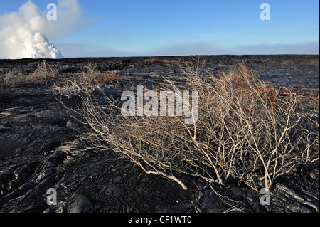 Tote Äste auf gekühlten Pahoehoe-Lava Kilauea-Vulkan, Big Island, Hawaii Inseln, Usa Stockfoto