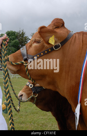 Rinder in einem Vieh-Wettbewerb auf der Kent County Show eingetragen. Stockfoto
