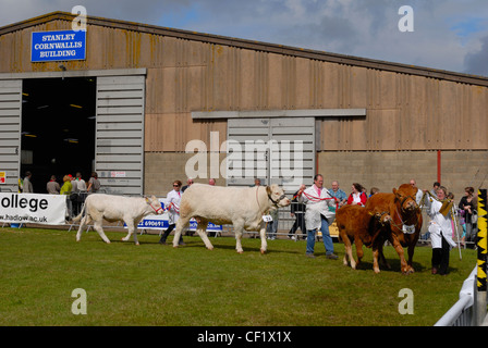 Rinder werden in einem Vieh-Wettbewerb auf der Kent Couty Messe vorgeführt. Stockfoto