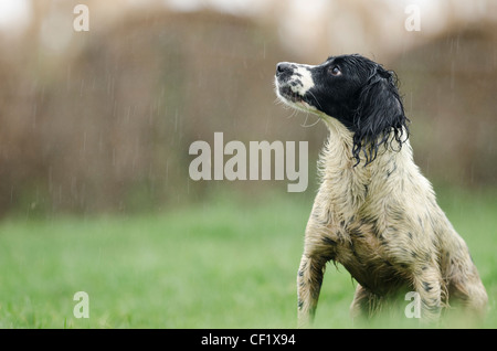 Jagdhund im Regen Stand Stockfoto