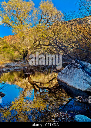 Ein Baum spiegelt sich im Rattlesnake Creek in am Nachmittag Sonne, Sabino Canyon, Santa Catalina Mountains Sonora-Wüste, Tucson, AZ Stockfoto