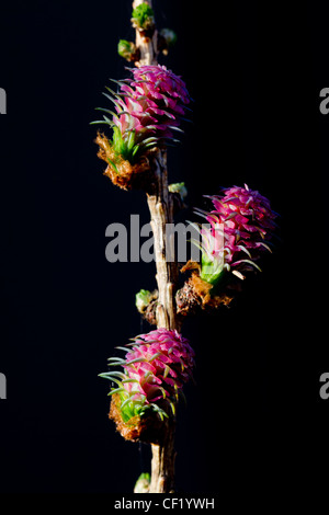 Gemeinsamen Lärche / Europäische Lärche (Larix Decidua) weiblichen Blüten, Deutschland Stockfoto