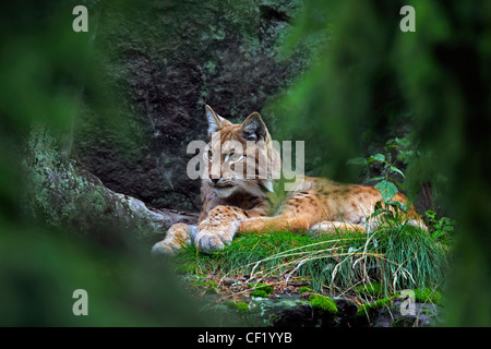 Eurasischer Luchs (Lynx Lynx) ruhen im Wald, Schweden Stockfoto