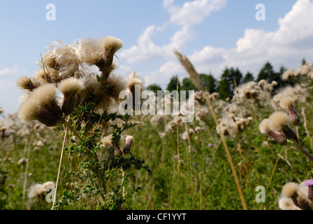 Thistledown im Wind wehen. Stockfoto
