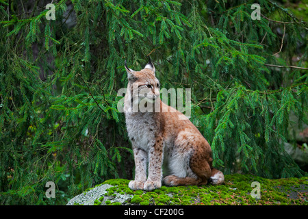 Eurasischer Luchs (Lynx Lynx) sitzen auf Felsen im Pinienwald, Schweden Stockfoto