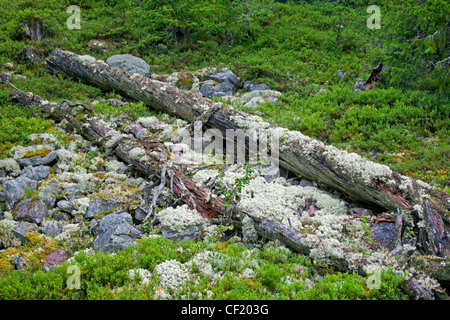 Gefallene Kiefer Baumstamm bedeckt Rentier Flechten Links zu verrotten im Urwald am Fulufjaellet / Fulufjället NP, Dalarna, Schweden Stockfoto