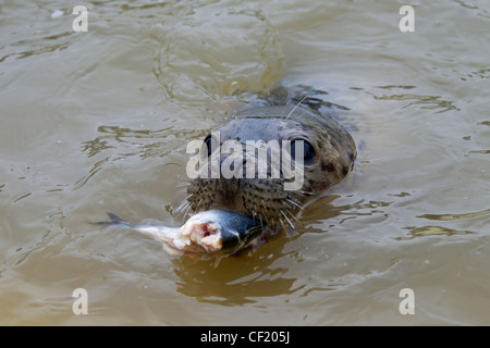 Juvenile grau versiegeln / grau Siegel (Halichoerus Grypus) Fisch zu essen, am Siegel Rehabilitationszentrum Friedrichskoog, Deutschland Stockfoto