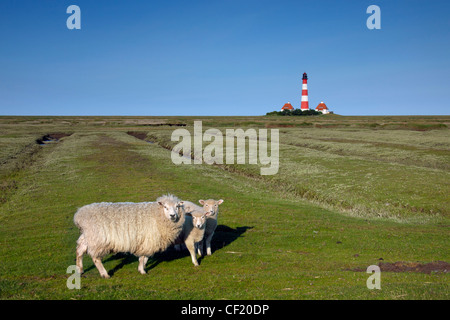 Schafe mit Lämmern und der Leuchtturm Westerheversand in Westerhever auf Eiderstedt Halbinsel, Deutschland Stockfoto