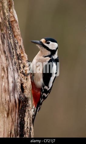große entdeckt Specht stehen auf Seite eines alten Baumes Stockfoto
