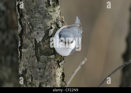 Europäische Kleiber in Moskau Botanischer Garten Stockfoto