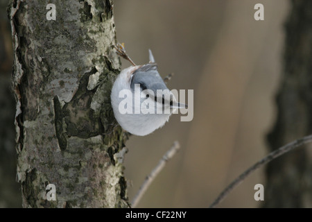 Europäische Kleiber in Moskau Botanischer Garten Stockfoto