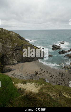 Graue Dichtungen an einem einsamen Strand in Cornwall Stockfoto