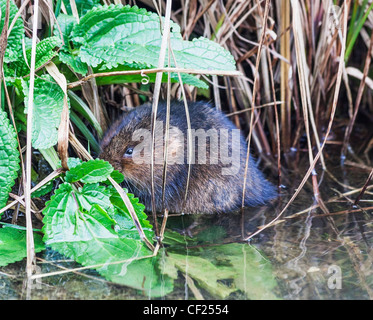 Europäische Wasser-Wühlmaus oder nördlichen Schermaus, Arvicola Amphibius (ehemals A. Terrestris). Auch bekannt als die Wasserratte. Stockfoto