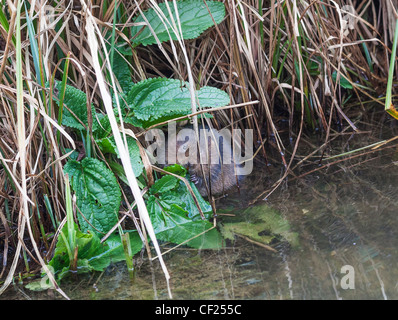 Europäische Wasser-Wühlmaus oder nördlichen Schermaus, Arvicola Amphibius (ehemals A. Terrestris). Auch bekannt als die Wasserratte. Stockfoto