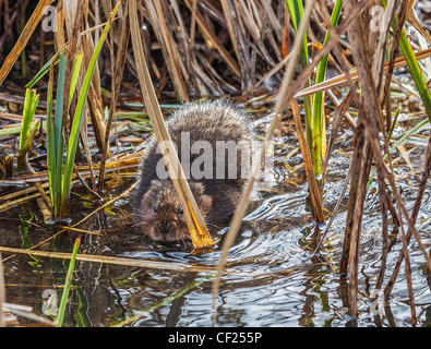 Europäische Wasser-Wühlmaus oder nördlichen Schermaus, Arvicola Amphibius (ehemals A. Terrestris). Auch bekannt als die Wasserratte. Stockfoto