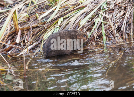 Europäische Wasser-Wühlmaus oder nördlichen Schermaus, Arvicola Amphibius (ehemals A. Terrestris). Auch bekannt als die Wasserratte. Stockfoto