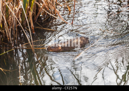 Europäische Wasser-Wühlmaus oder nördlichen Schermaus, Arvicola Amphibius (ehemals A. Terrestris) schwimmen.  Auch bekannt als eine Wasserratte. Stockfoto