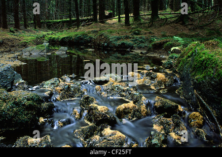 Durch den Wald am Ufer des Loch Trool fließt ein Bach. Stockfoto