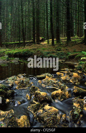 Die beliebte Touristenattraktion des Waldes in der Nähe von Glen Trool Bereich gefunden. Stockfoto