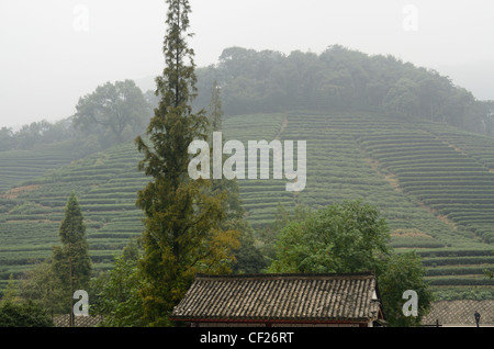 Kaffee Gebüsch fenghuang Hill bei Dragon gut longjing Tee Plantage china Stockfoto