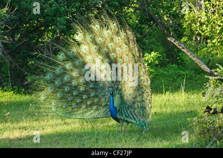 Pfauen männlicher Pfau tanzen im Yala Nationalpark in Sri Lanka Stockfoto