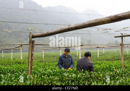 Weibliche Arbeitnehmer Kommissionierung Teeblätter am West Lake Xi Hu Plantage in Hangzhou China Stockfoto