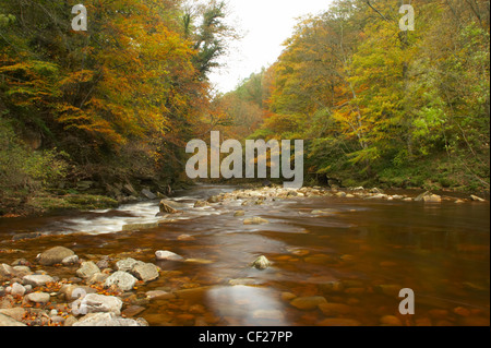 Das schnell fließende Wasser des Flusses Allen läuft durch den Baum verkleidet Staward Schlucht im Herbst. Stockfoto