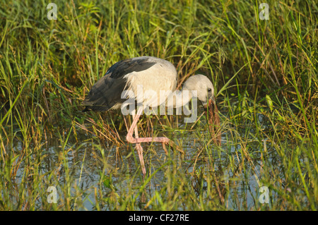 Asiatischer Openbill Storch (Anastomus Oscitans) in Yala Nationalpark in Sri Lanka Stockfoto