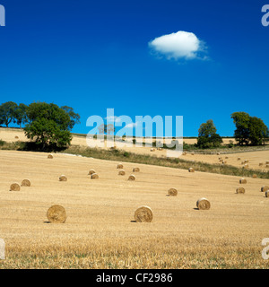 Hayfield mit Heuballen. Die Ballen werden mit mechanischen Erntetechniken gebildet. Stockfoto