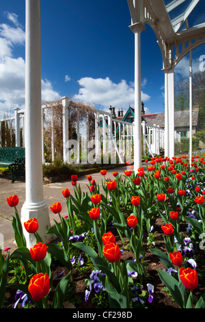 Blühende Tulpen in einem grünen Haus / Sommer Haus im Cragside Estate formalen Garten. Stockfoto