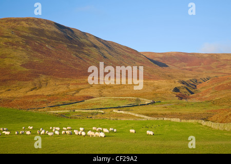 Schafe grasen auf der Weide landen im Ettrick Tal. Stockfoto