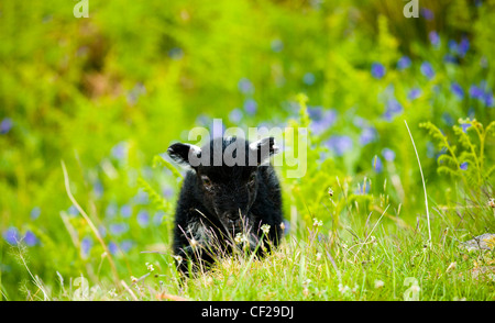 Lake District National Park. Schwarzes Lamm und eine Decke aus Glockenblumen auf eine fiel in der Nähe von Dunnerdale Wald. Stockfoto