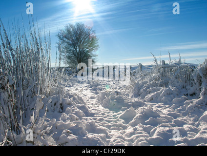 Schnee-Szene mit blauem Himmel und Sonnenschein, nach frischen Schneefällen und starkem Frost genommen. Stockfoto