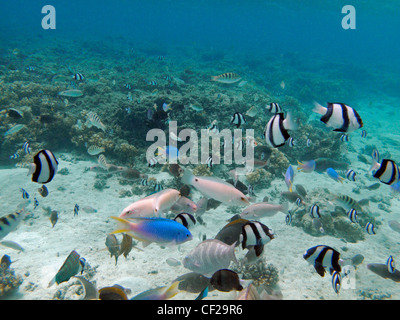 Tropische Fische, Malolo Lailai Insel Mamanuca Inseln, Fidschi, Südpazifik Stockfoto