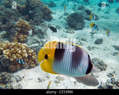Pazifische Doppel-Sattel Butterflyfish, Plantation Island Resort Malolo Lailai Insel, Mamanuca Inseln, Fidschi, Südpazifik Stockfoto