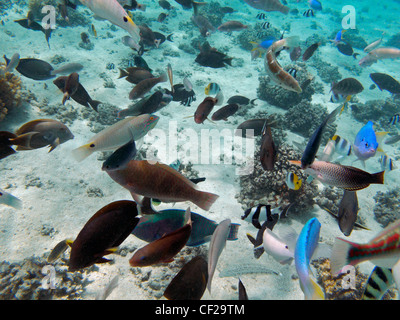 Tropische Fische, Malolo Lailai Insel Mamanuca Inseln, Fidschi, Südpazifik Stockfoto